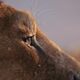photo du film Mufasa : Le roi lion