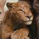 photo du film Mufasa : Le roi lion