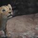 photo du film Mufasa : Le roi lion