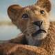 photo du film Mufasa : Le roi lion
