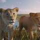 photo du film Mufasa : Le roi lion