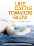 voir la fiche complète du film : Like Cattle Towards Glow