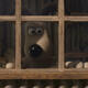 photo du film Wallace et Gromit : La Palme de la vengeance