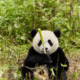 photo du film Moon le panda