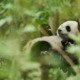 photo du film Moon le panda