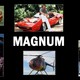 photo de la série Magnum