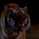 photo de la série Manimal (Pilote)