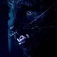 photo de la série Manimal (Pilote)