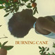 photo du film Burning Cane