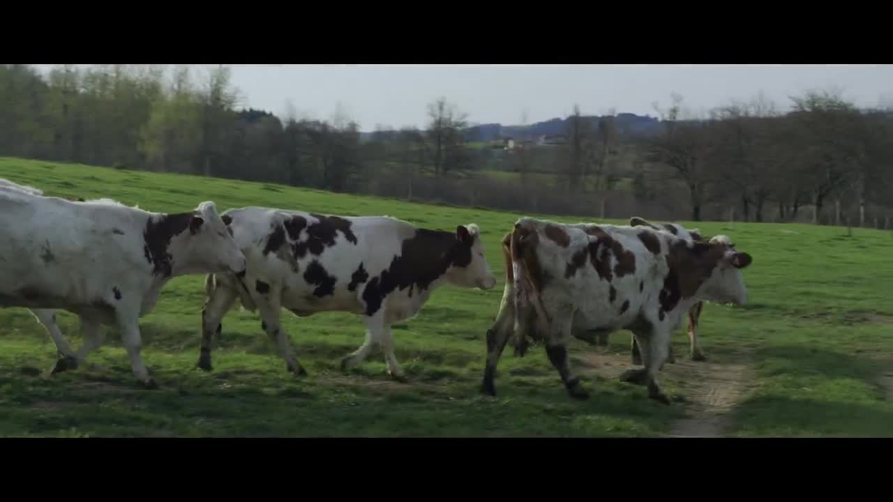 Extrait vidéo du film  Cyrille, agriculteur, 30 ans, 20 vaches, du lait, du beurre, des dettes
