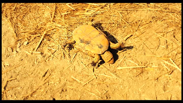 Extrait vidéo du film  Les Raisins de l espoir