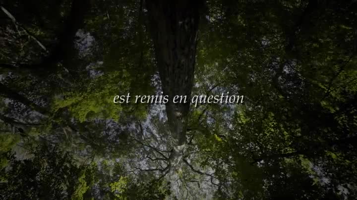 Extrait vidéo du film  L Intelligence des arbres