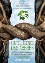 L Intelligence Des Arbres